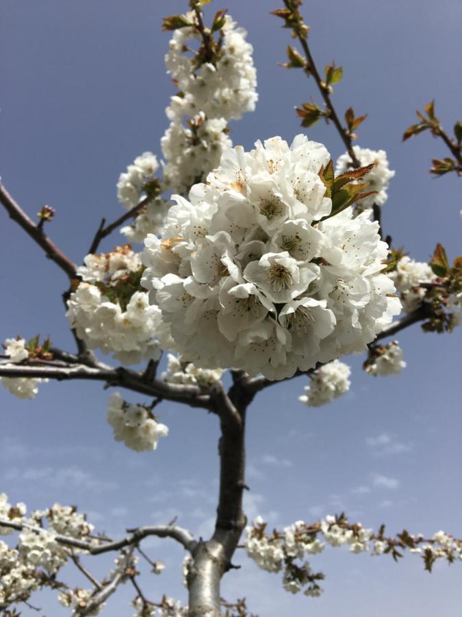 Finca La Foia El Pou Confrides ภายนอก รูปภาพ