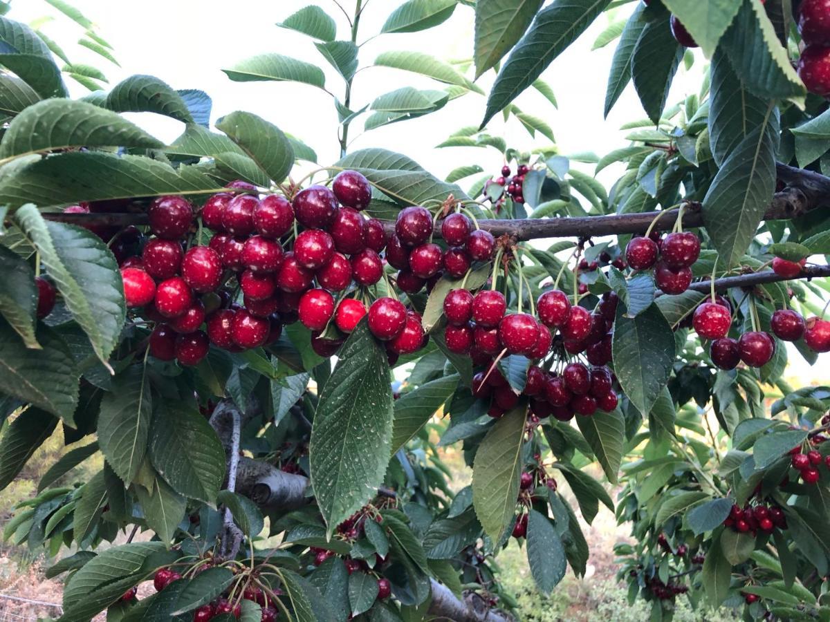 Finca La Foia El Pou Confrides ภายนอก รูปภาพ