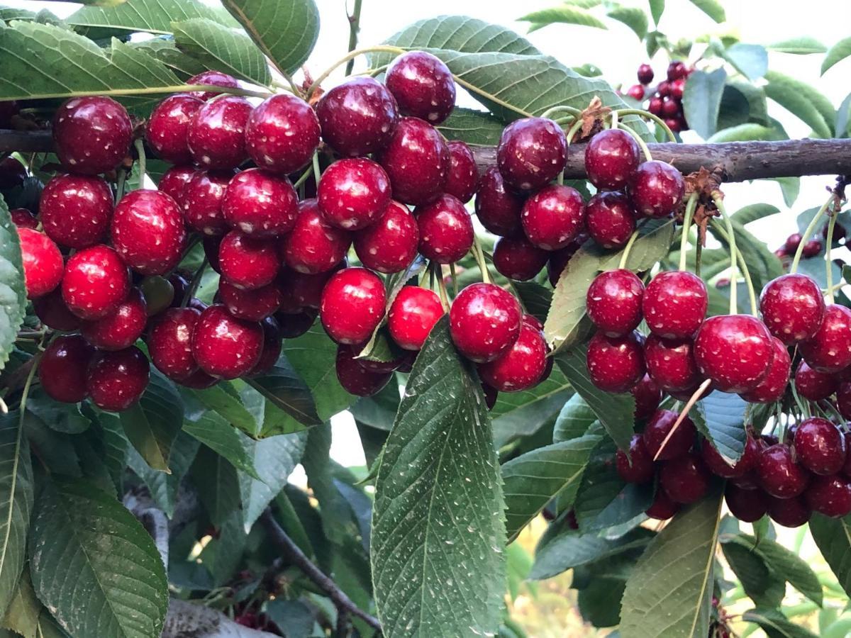 Finca La Foia El Pou Confrides ภายนอก รูปภาพ